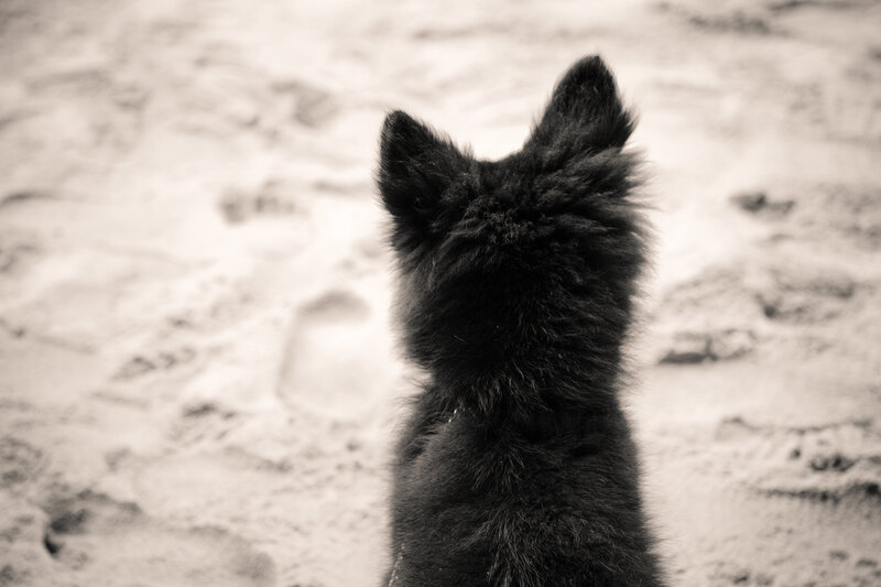 Black Puppy on Sand