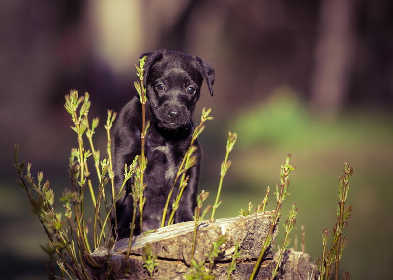 Black Puppy on Stump