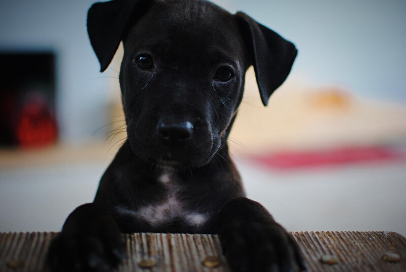 Black Puppy on Surface