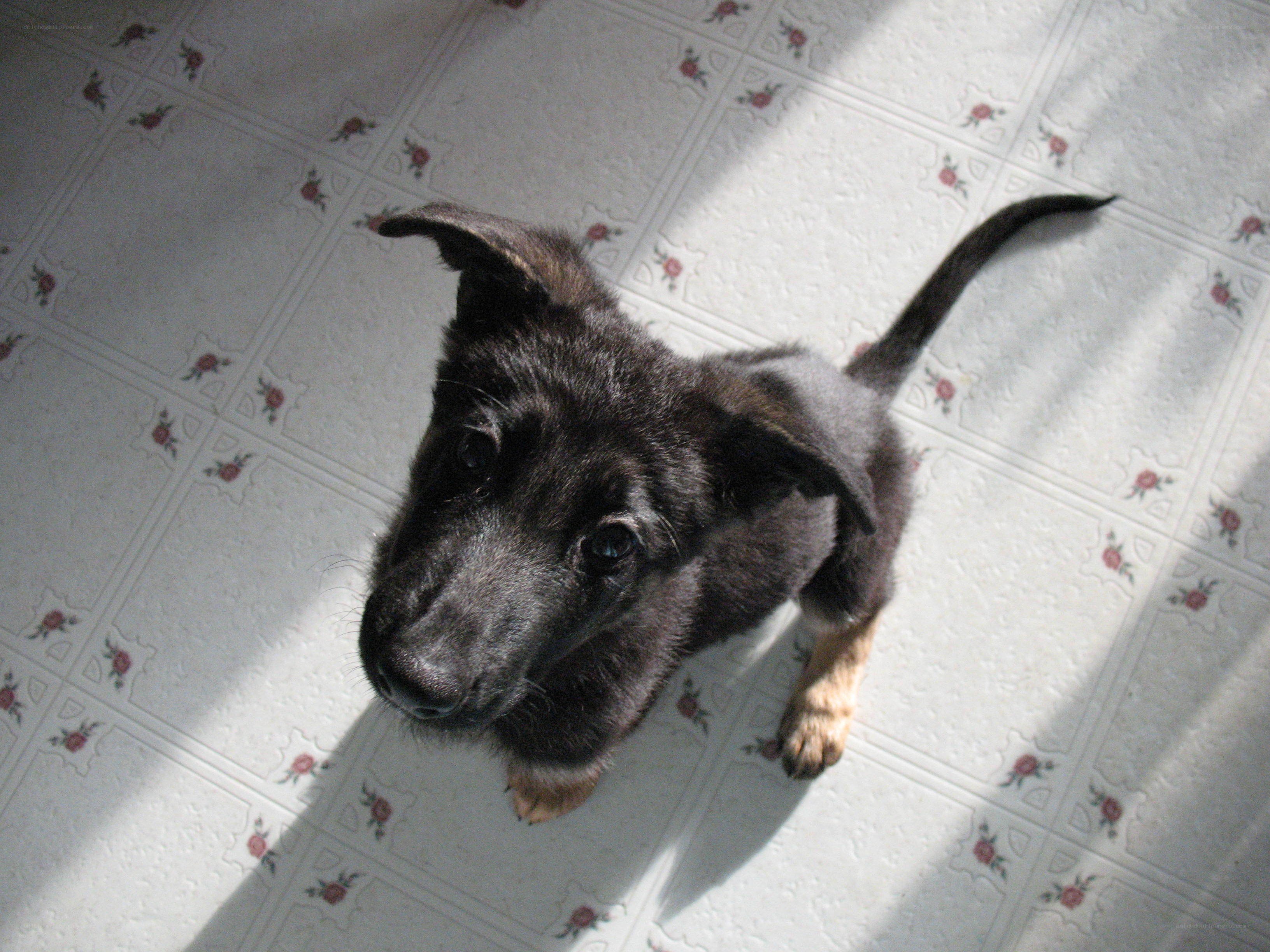 black puppy on tiled floor