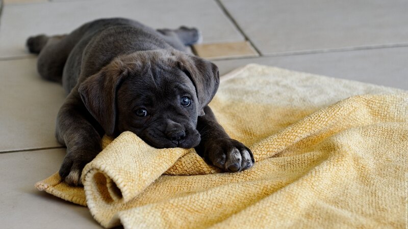 Black Puppy on Towel