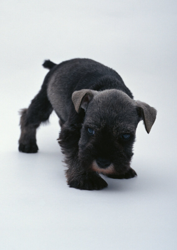 black puppy on white background