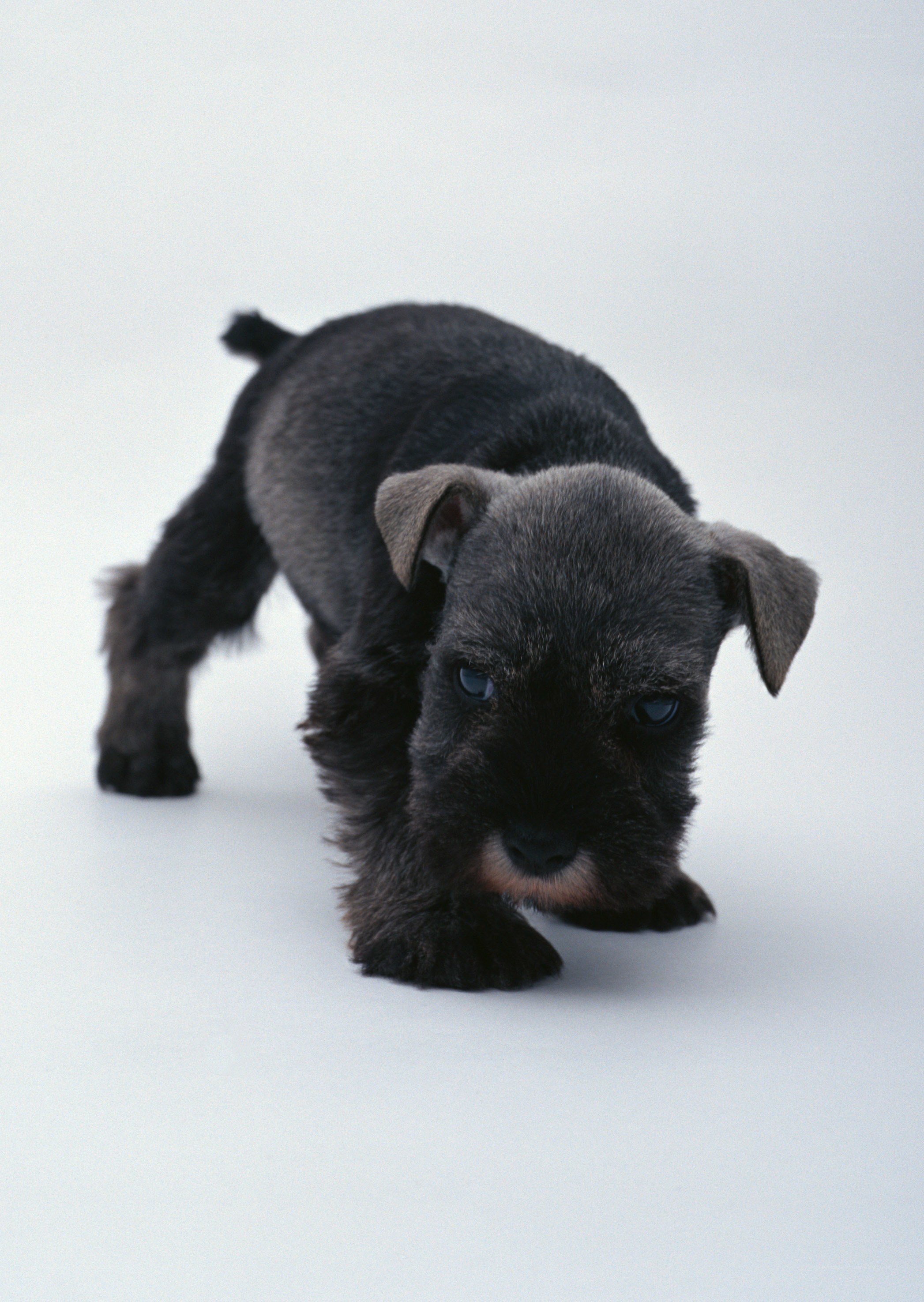 black puppy on white background