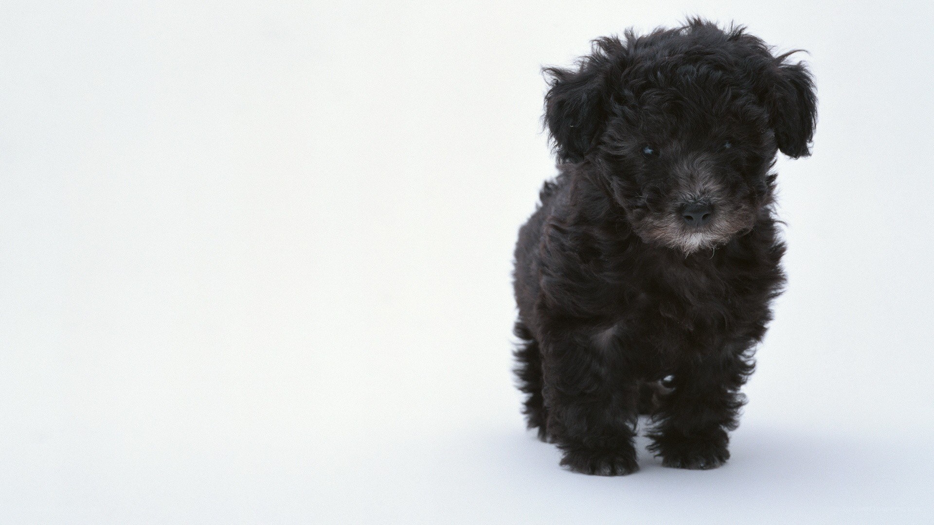black puppy on white background
