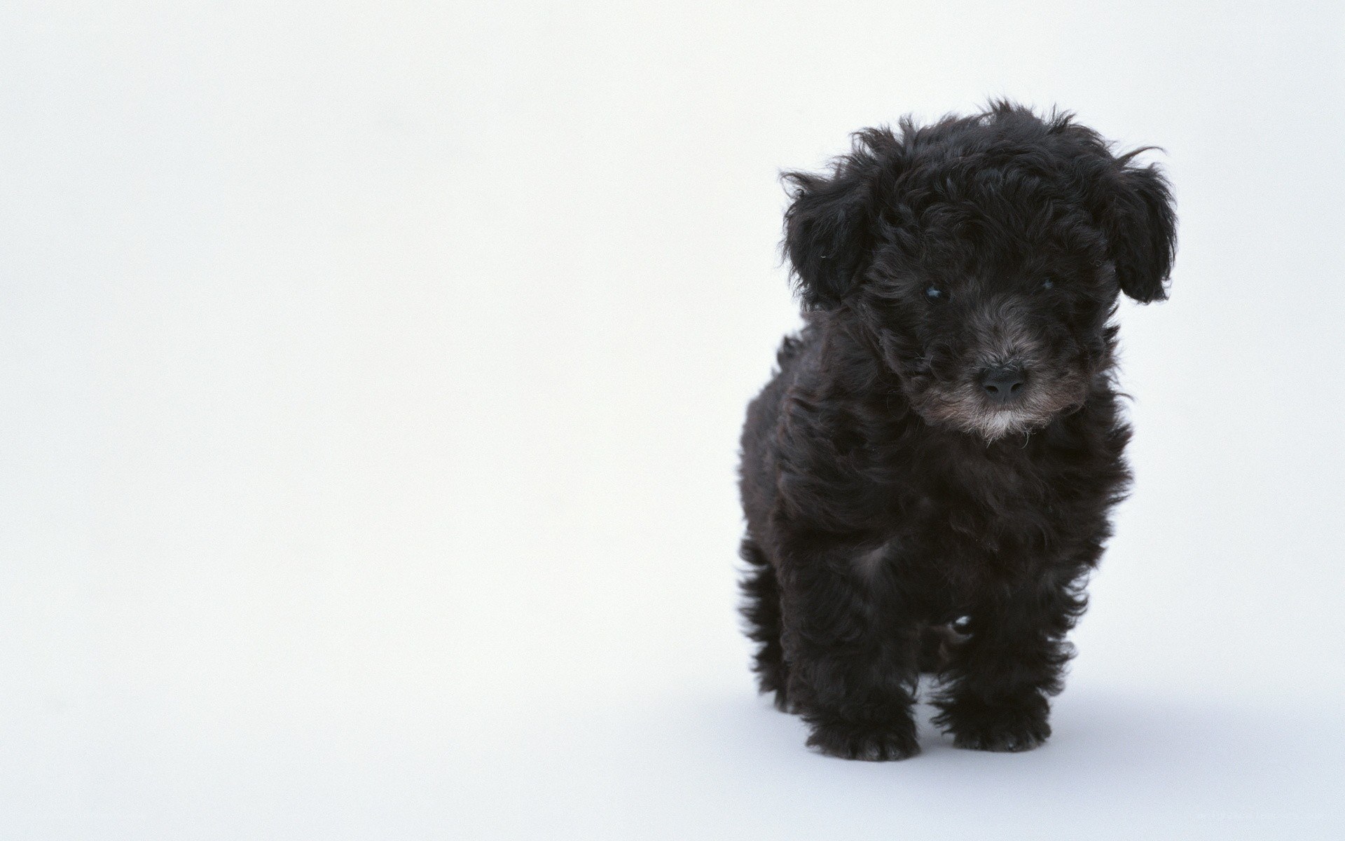 black puppy on white background