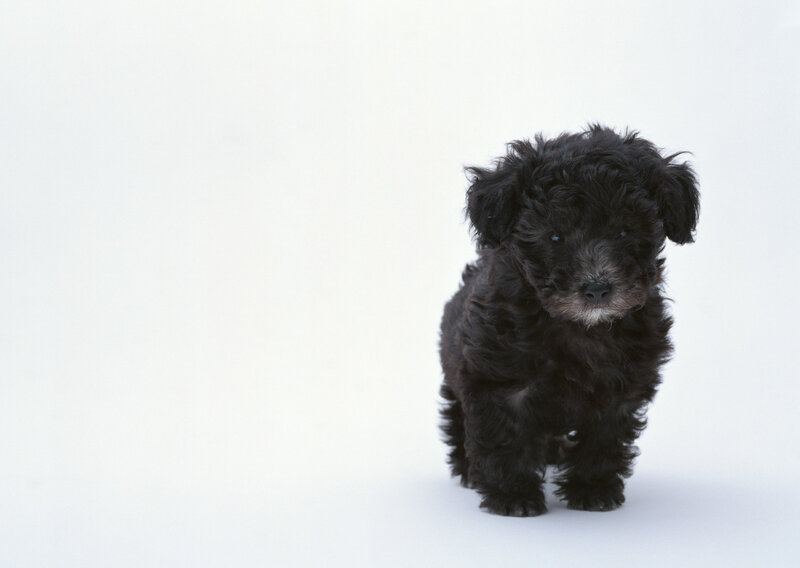 black puppy on white background