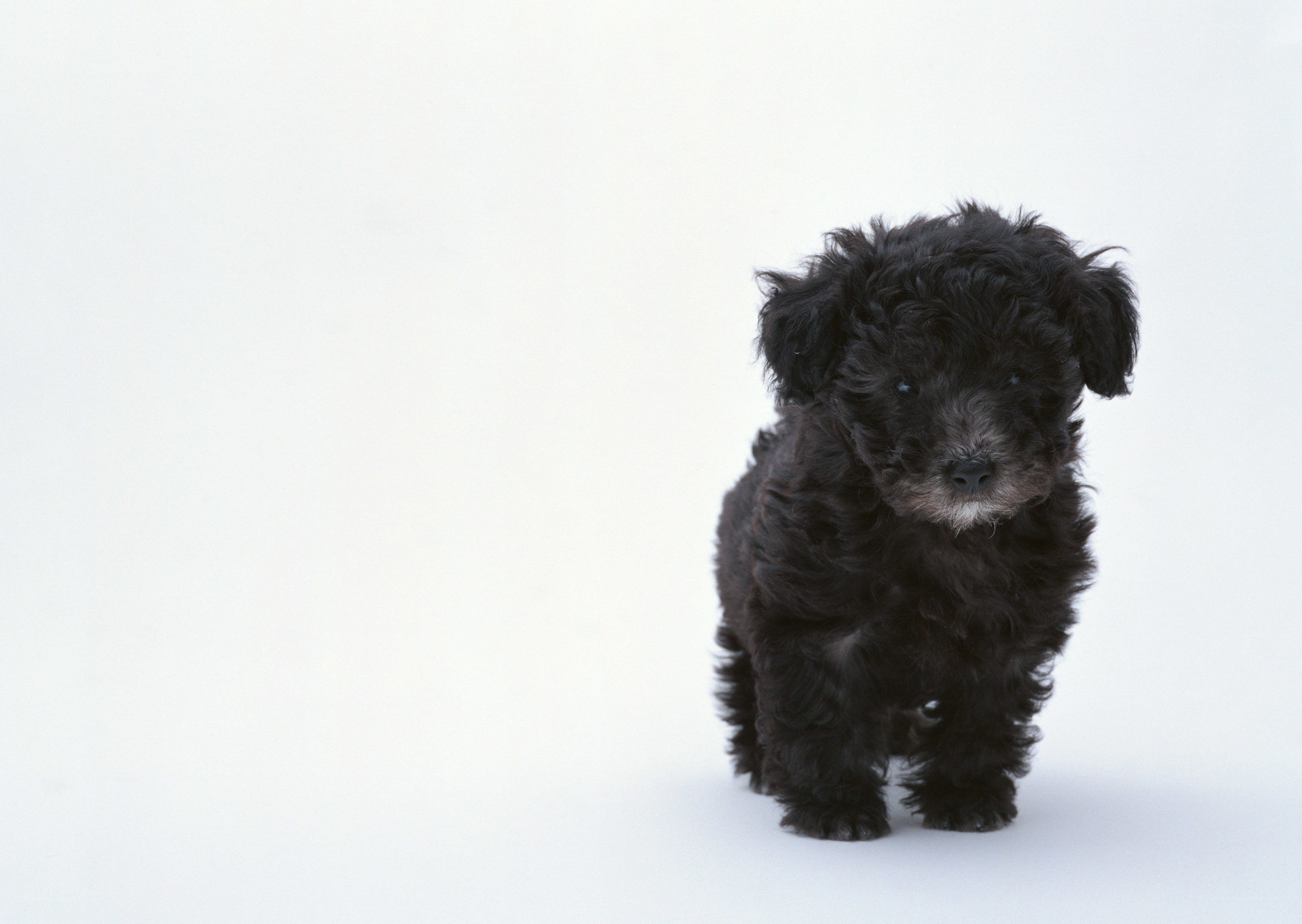 black puppy on white background