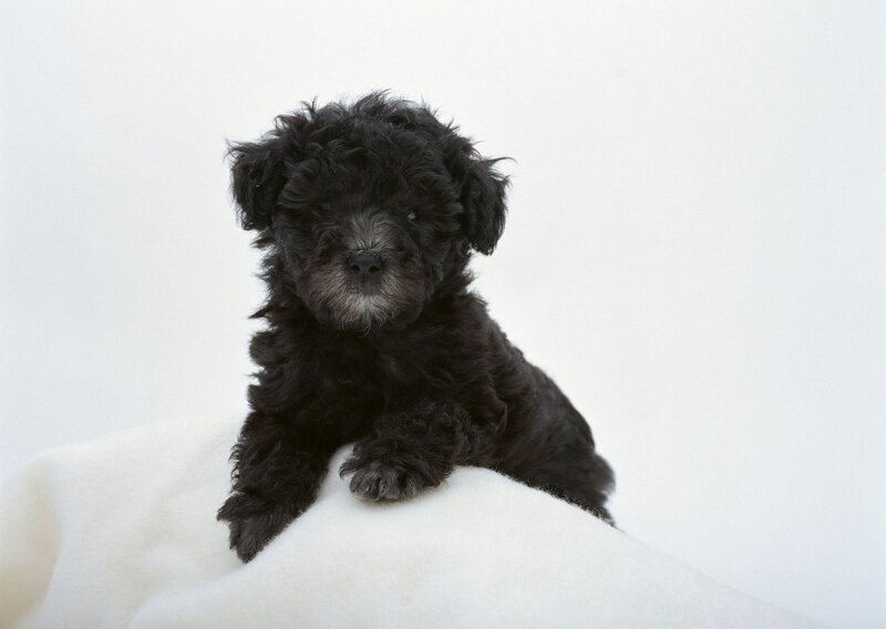 black puppy on white blanket