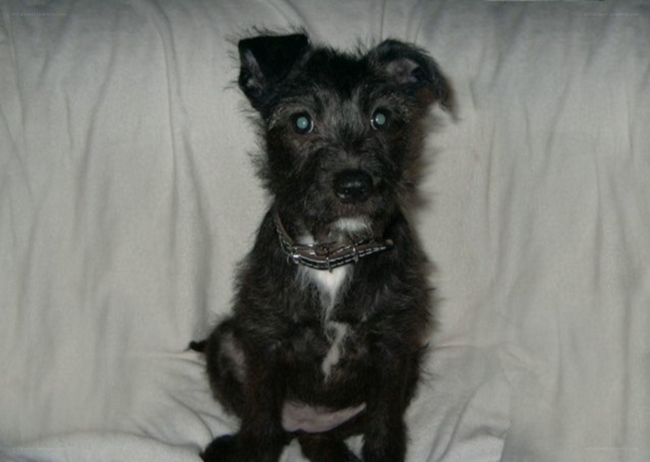 black puppy on white blanket