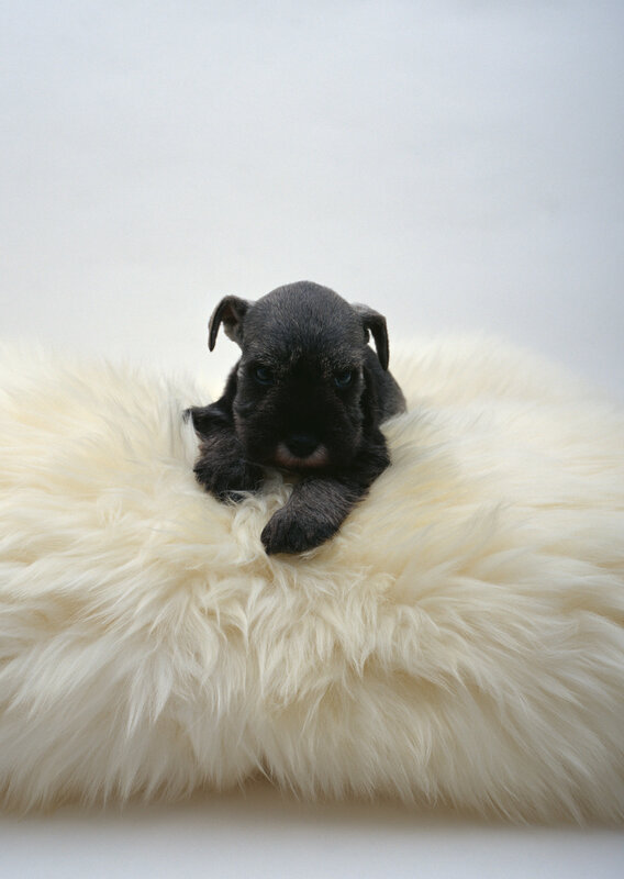 black puppy on white fur