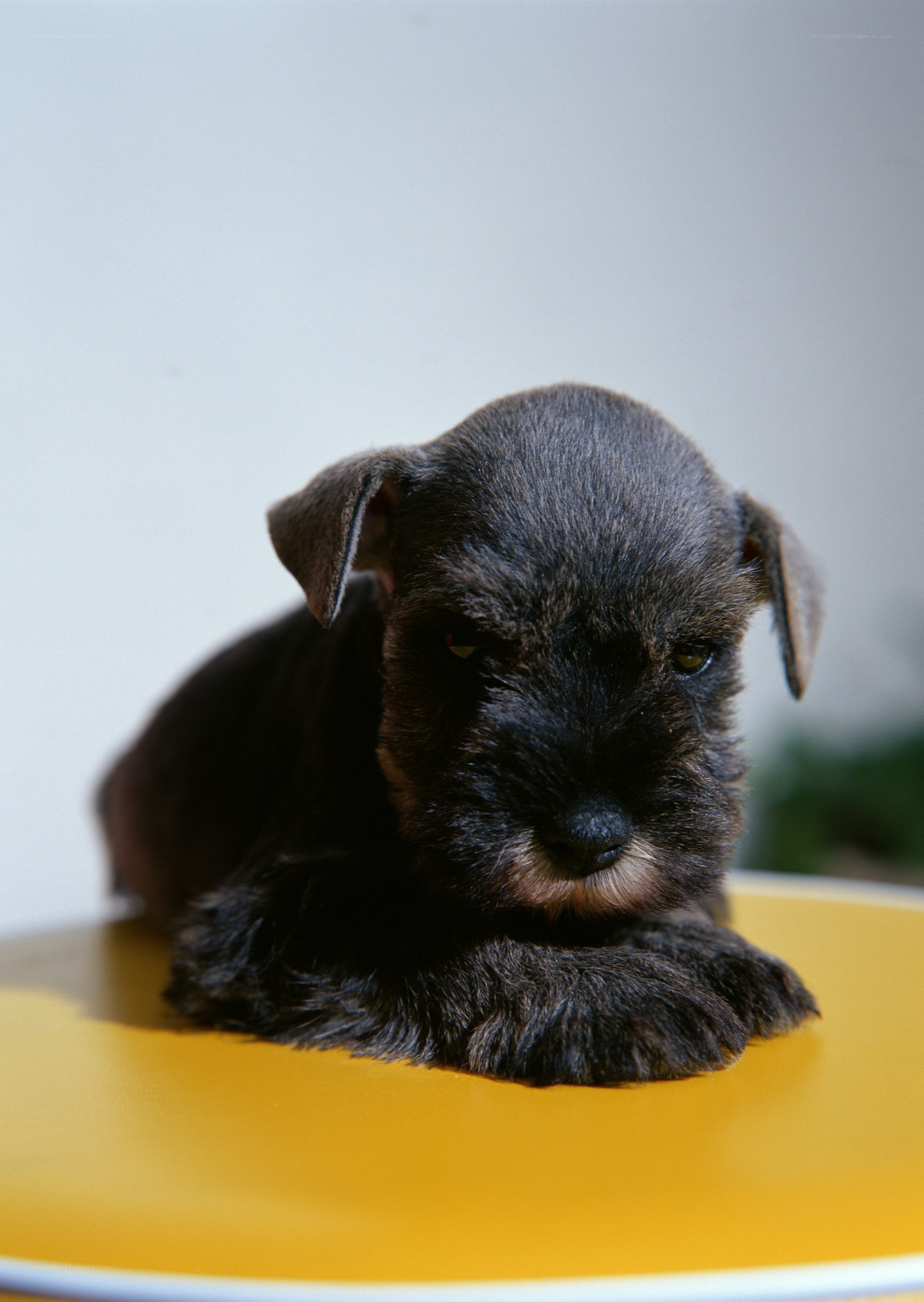 black puppy on yellow surface
