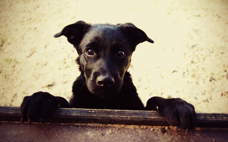 Black Puppy Peeking over Edge — Curious
