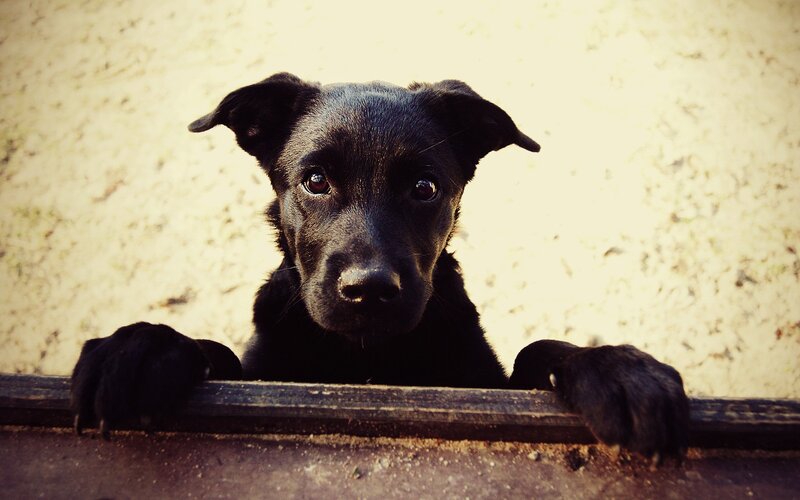 Black Puppy Peeking over Edge