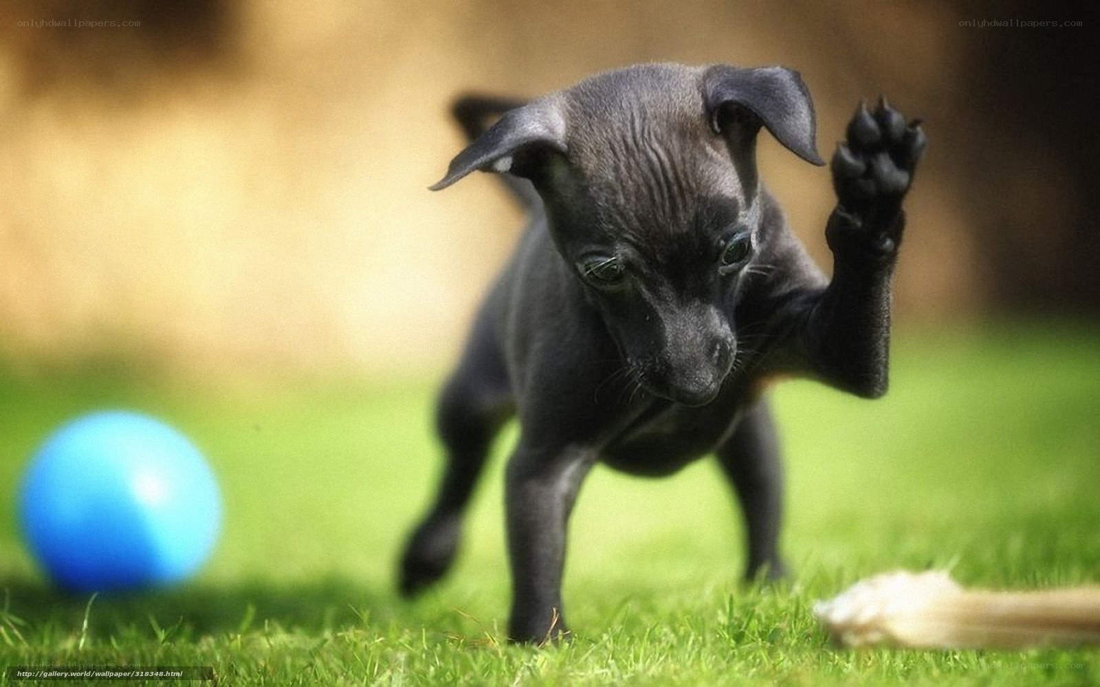 black puppy playing on grass