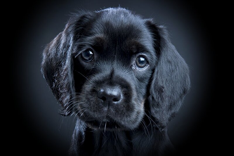 Black Puppy Portrait