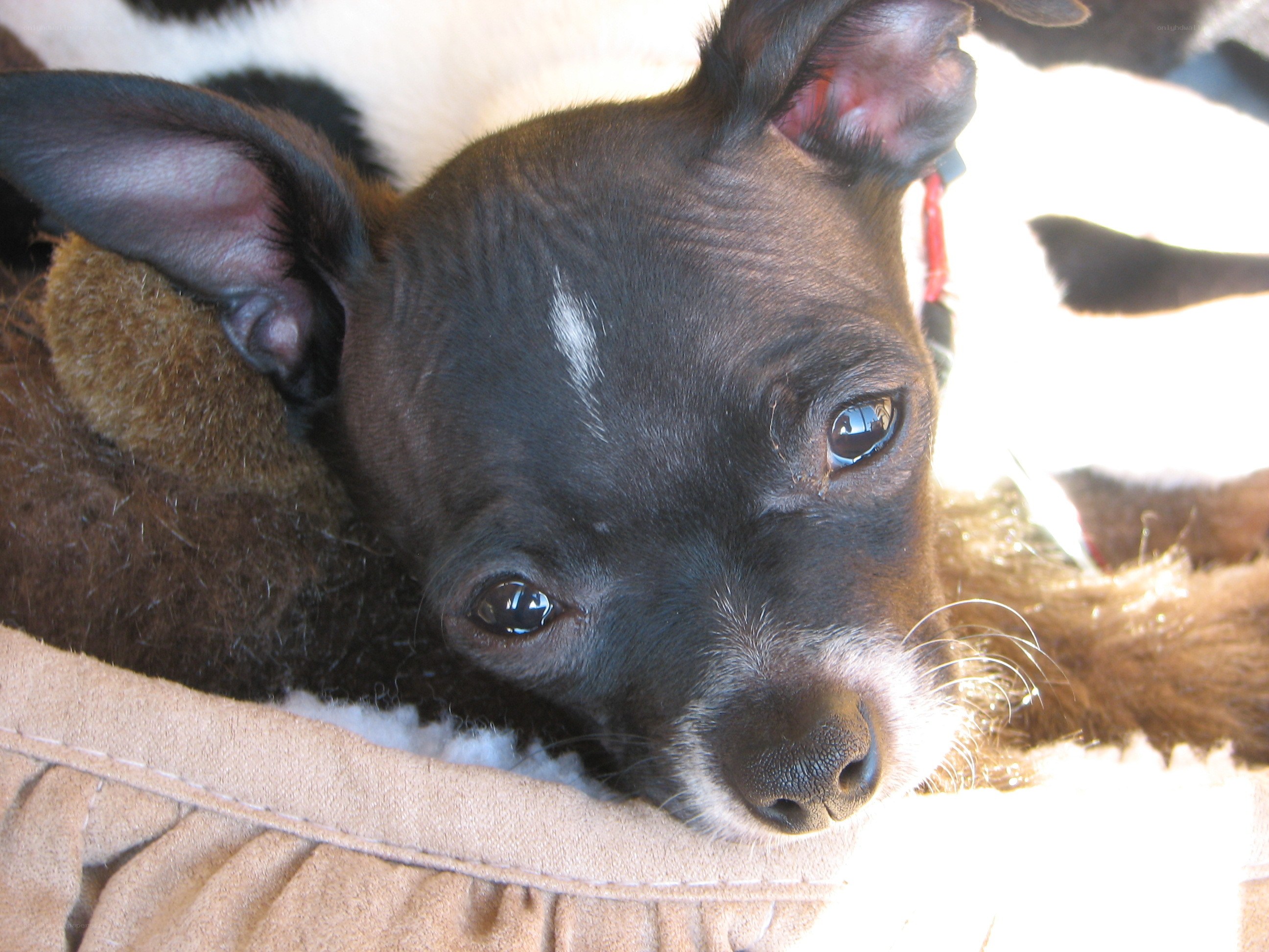 black puppy resting in bed