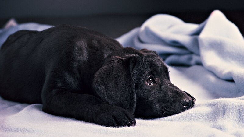 black puppy resting on blanket