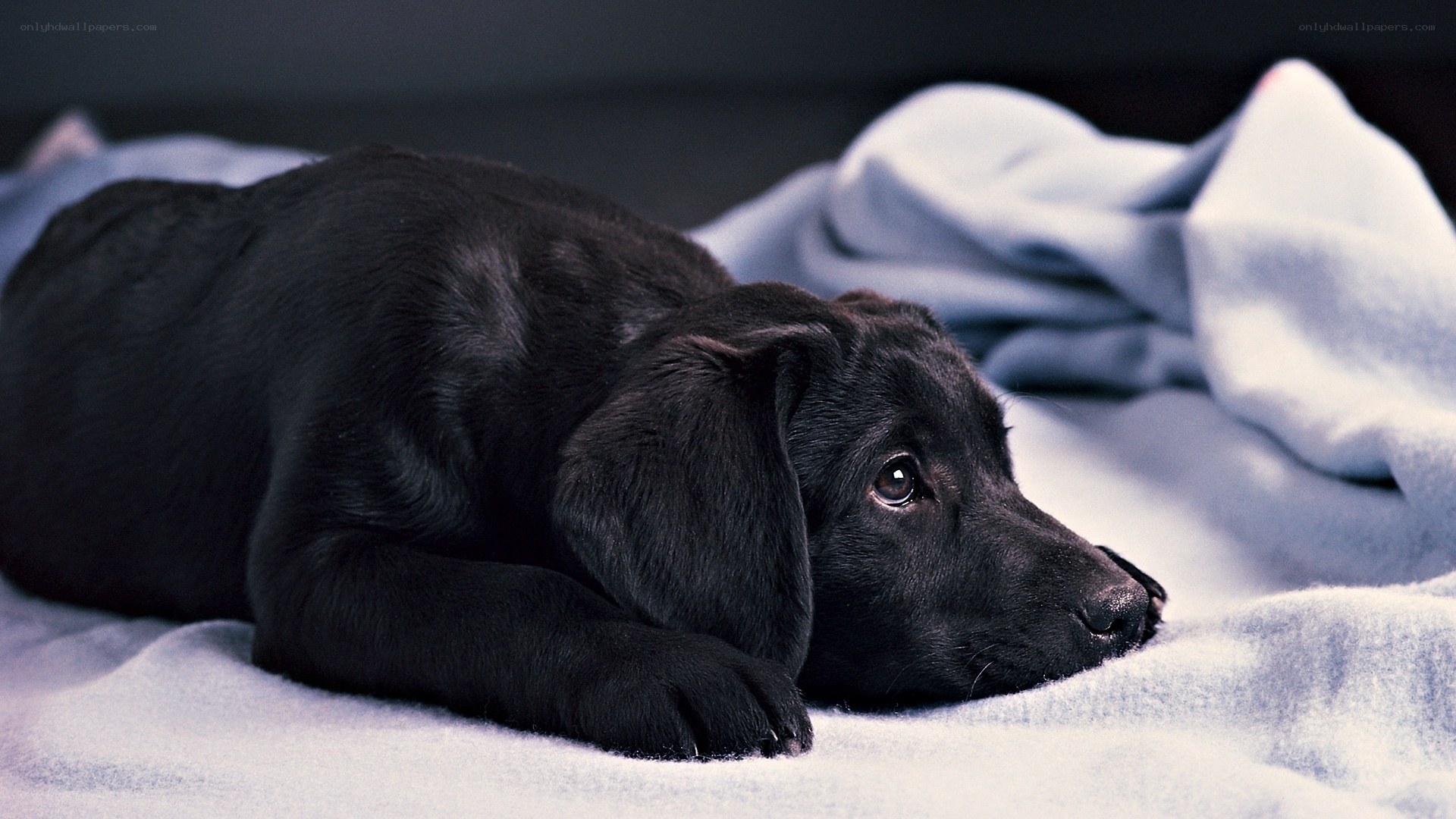 black puppy resting on blanket