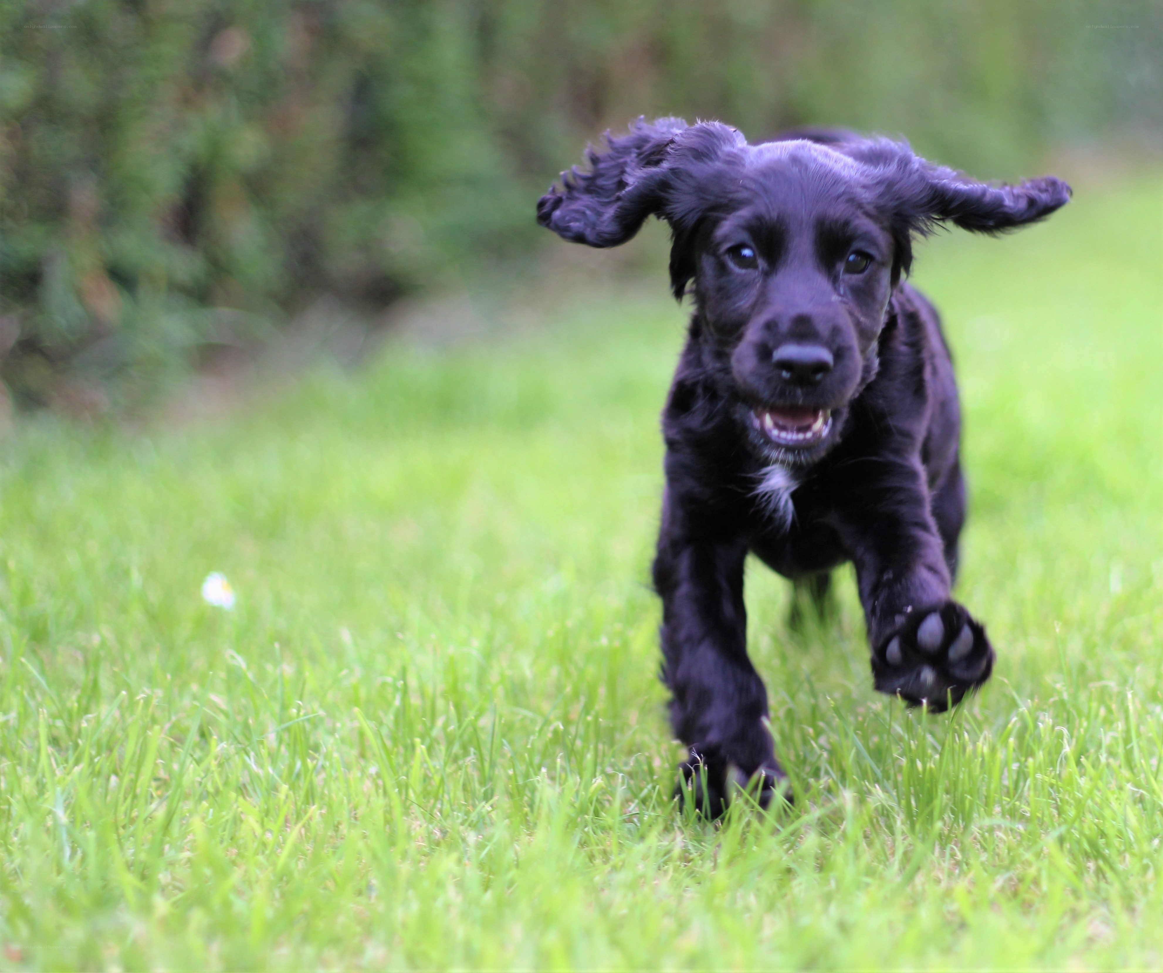 black puppy running on grass