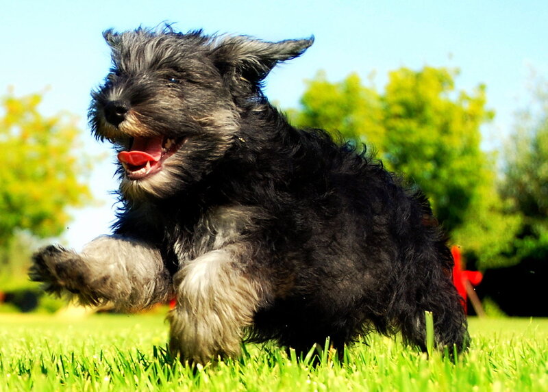 Black Puppy Running