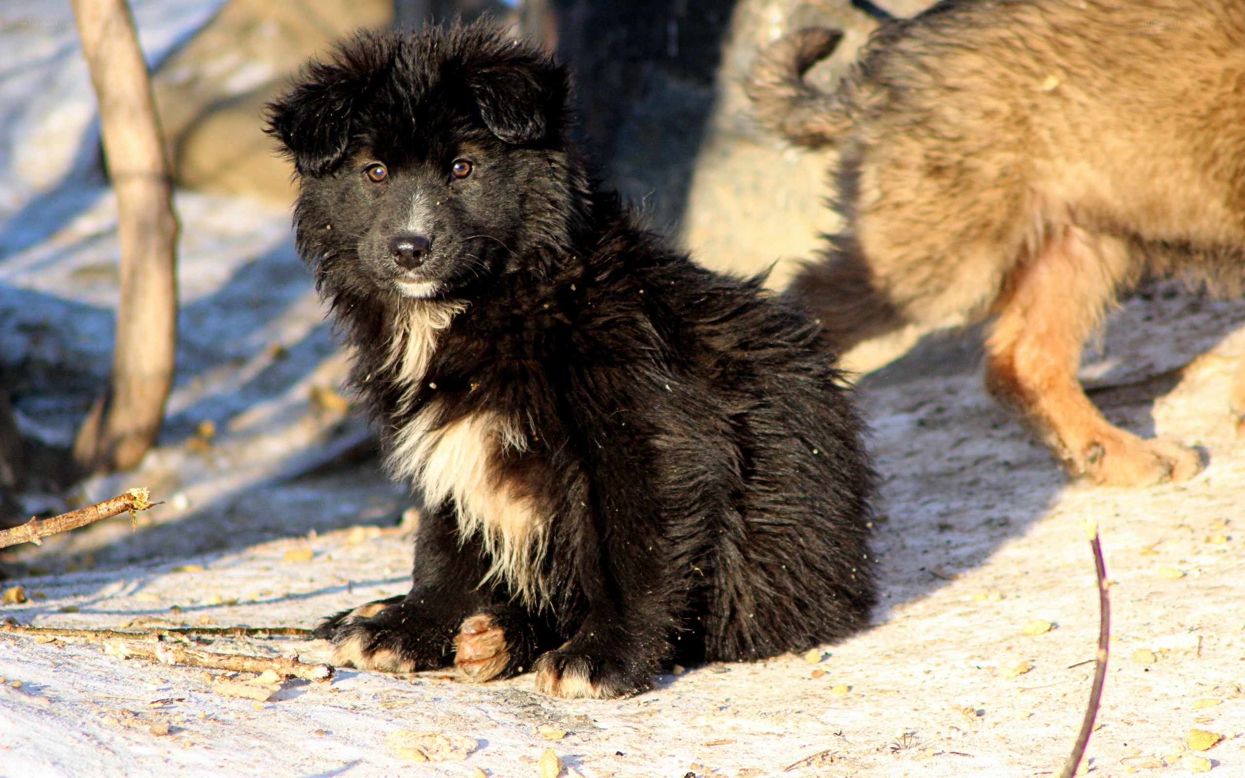 Black puppy sitting in sunlight
