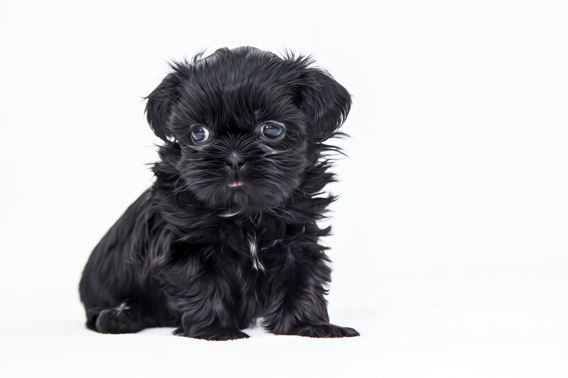 Black Puppy Sitting — Neutral