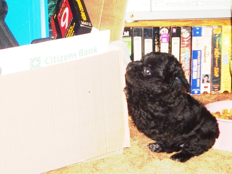 Black puppy sitting on carpet