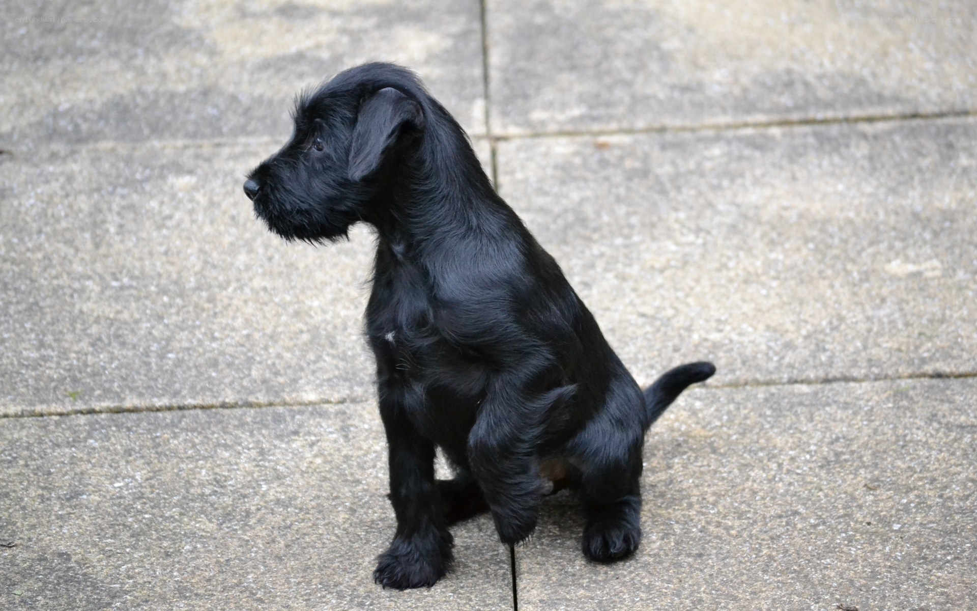 black puppy sitting on pavement