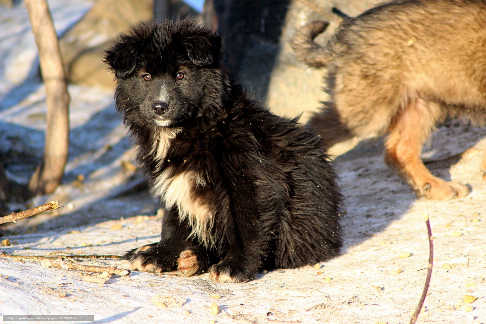 Black puppy sitting outdoors