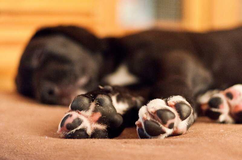 Black Puppy Sleeping — Brown