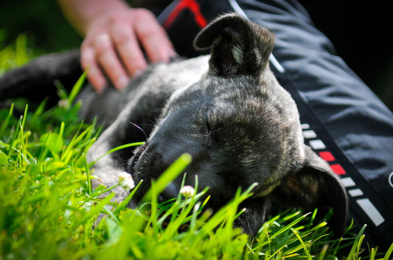 Black Puppy Sleeping — Green