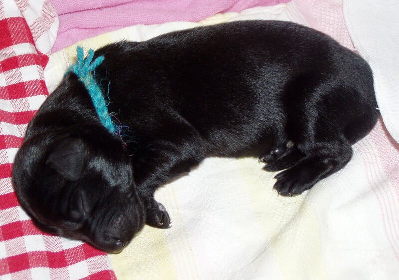 Black puppy sleeping on blanket