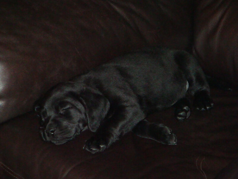 Black puppy sleeping on couch