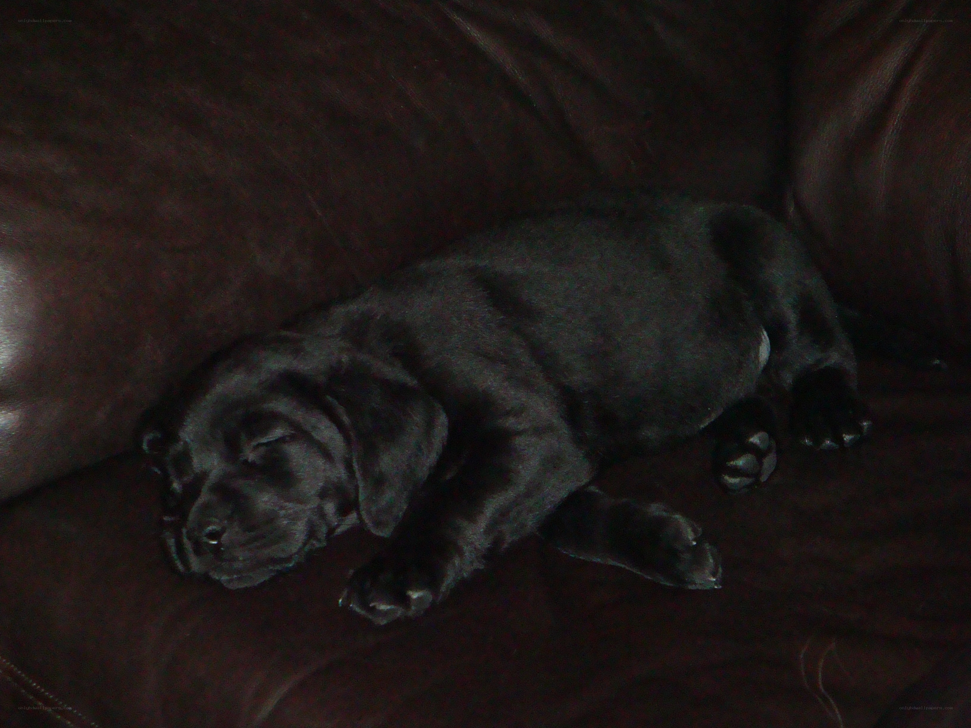 Black puppy sleeping on couch
