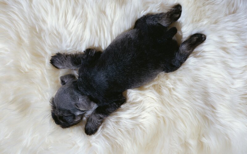 black puppy sleeping on white rug
