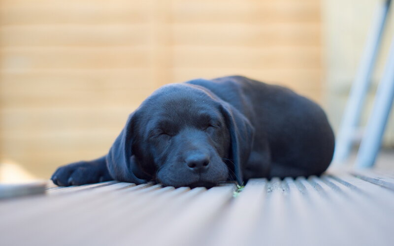 Black Puppy Sleeping — Peaceful, Afternoon