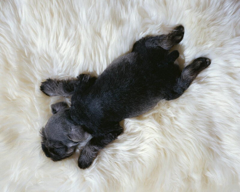 Black Puppy Sleeping — Peaceful, Photograph