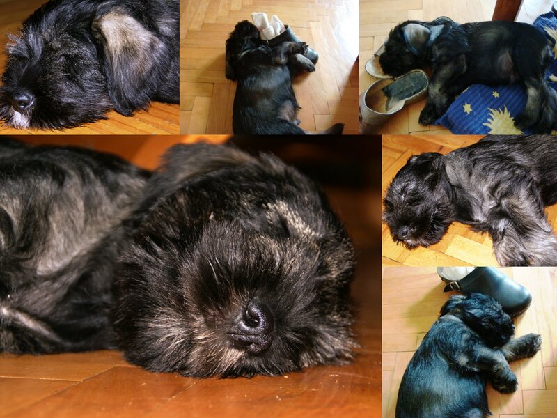 Black Puppy Sleeping — Peaceful