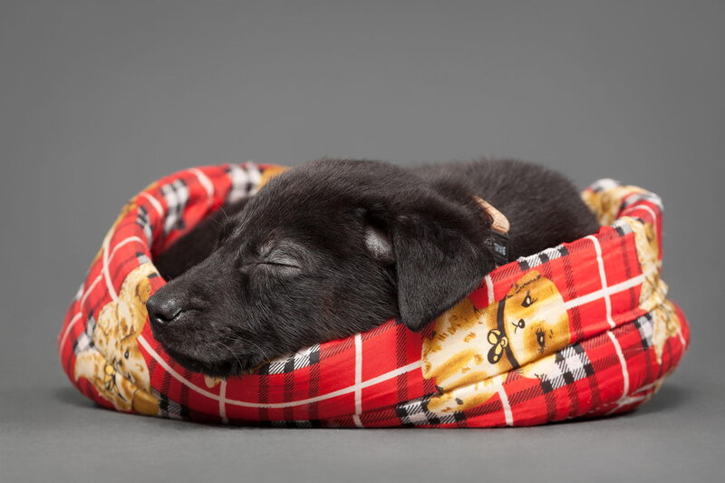 Black Puppy Sleeping — Red, Peaceful