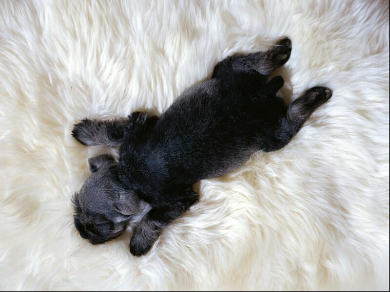 Black Puppy Sleeping