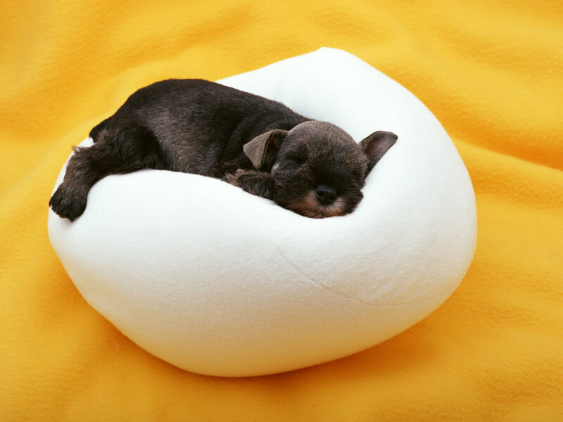 Black Puppy Sleeping — White