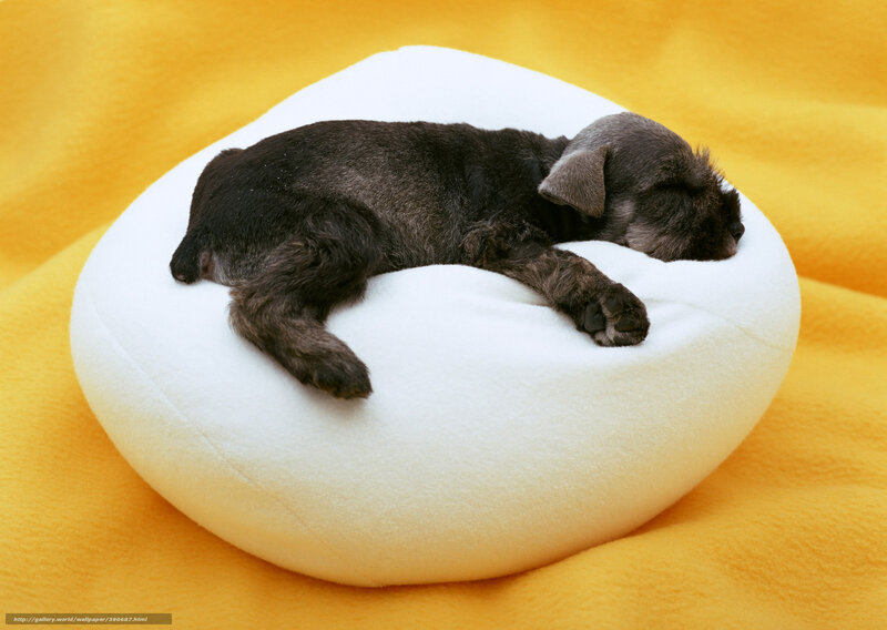 Black Puppy Sleeping — Yellow, Peaceful, Photograph, Pillow, Blanket