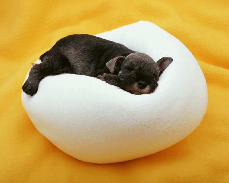 Black Puppy Sleeping — Yellow