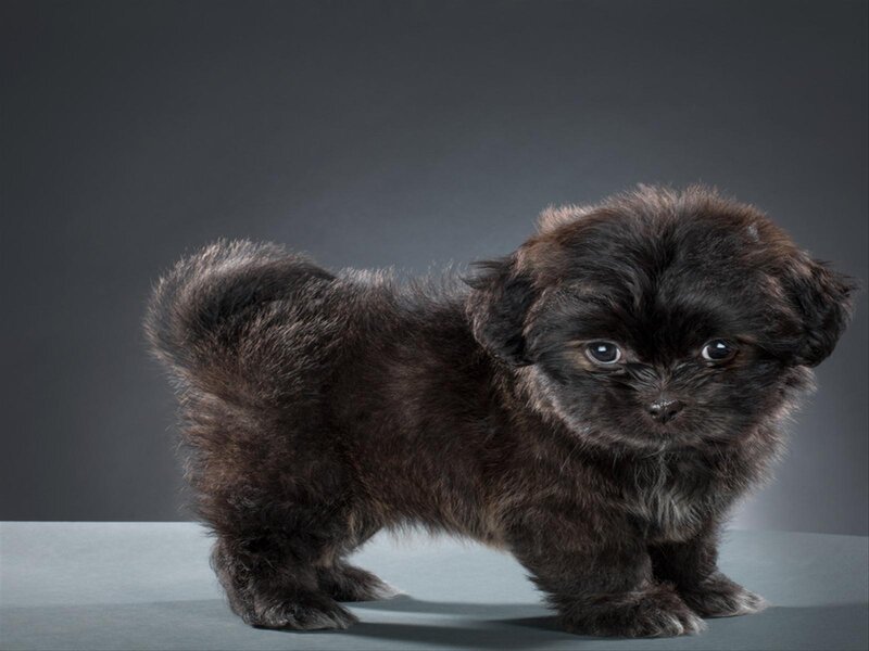 Black Puppy Standing