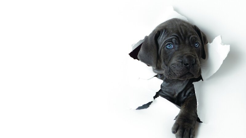 Black Puppy Through Hole — Curious