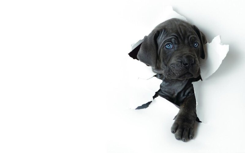Black Puppy Through Hole