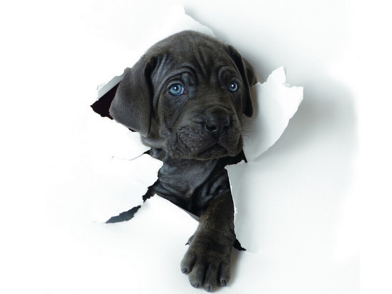 Black Puppy Through Hole — White