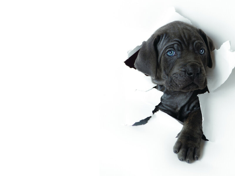 Black Puppy Through Paper