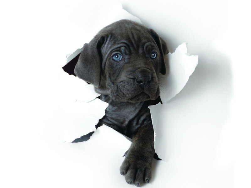 Black Puppy Through Paper — White, Curious