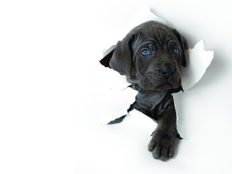 Black Puppy Through Paper — White